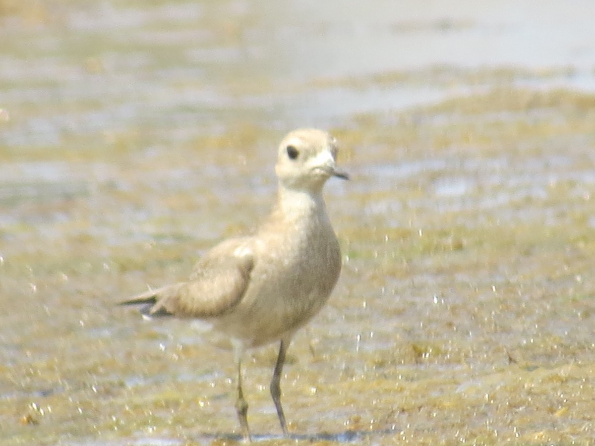 Caspian Plover - Hema Sagare