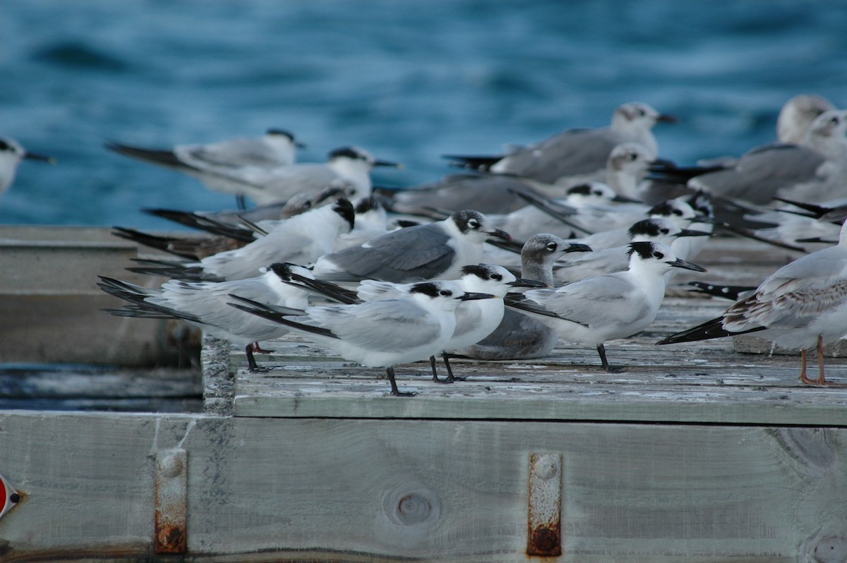 Franklin's Gull - ML387486481