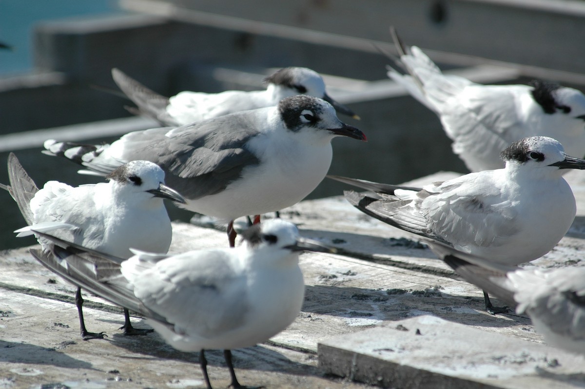 Franklin's Gull - ML387486501