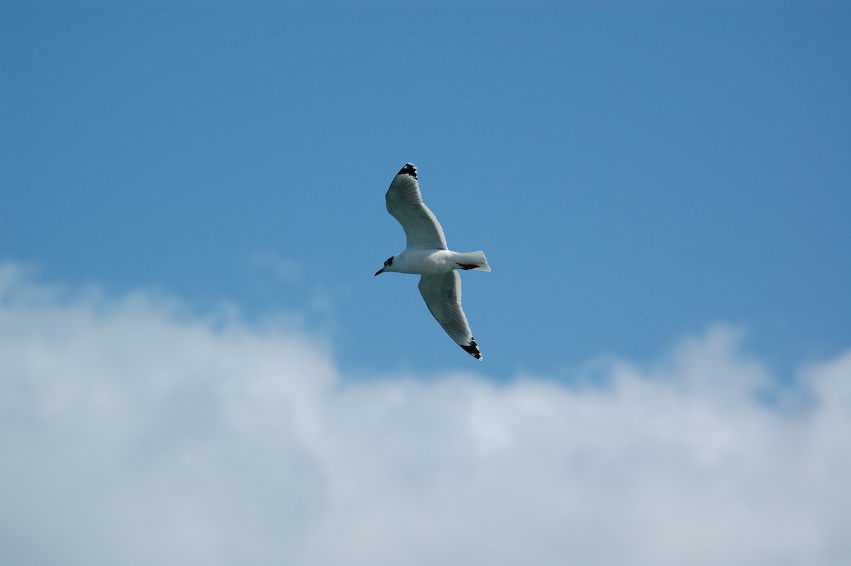 Franklin's Gull - ML387486531