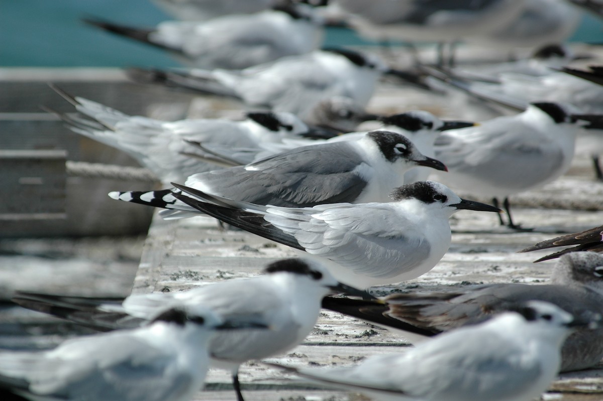 Franklin's Gull - ML387486541