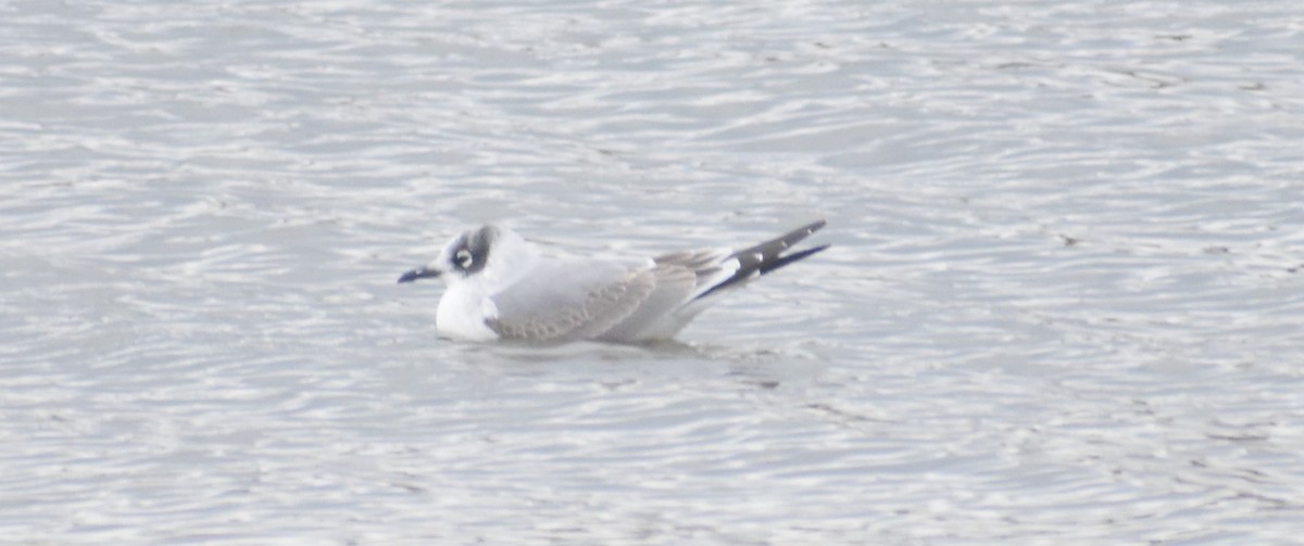 Franklin's Gull - Tony Stoffolano