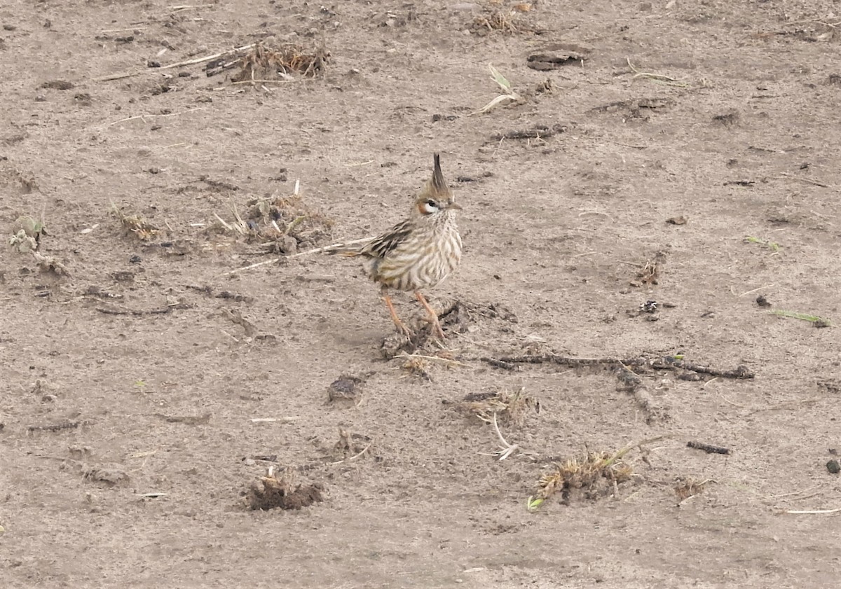 Lark-like Brushrunner - ML387487251
