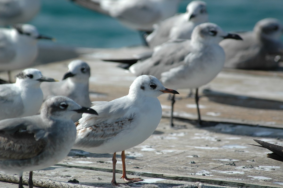 Black-headed Gull - ML387487281