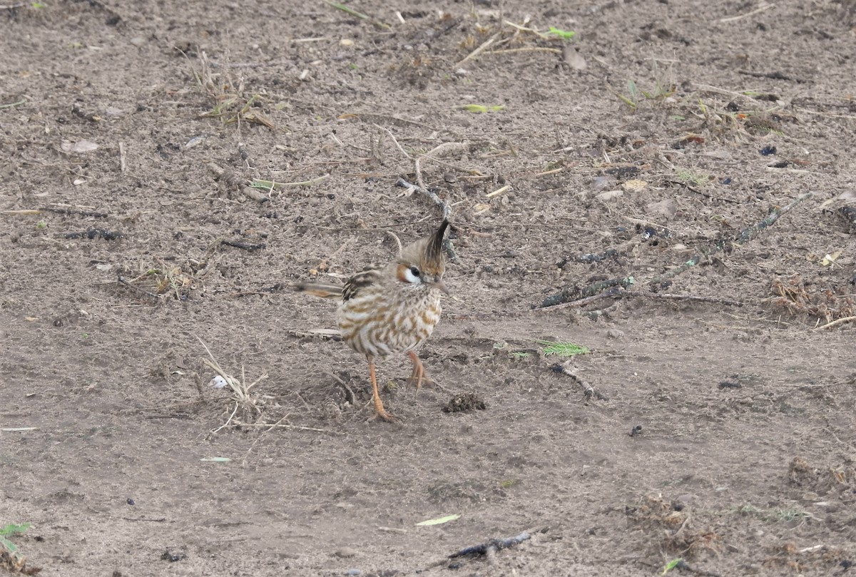 Lark-like Brushrunner - ML387487331