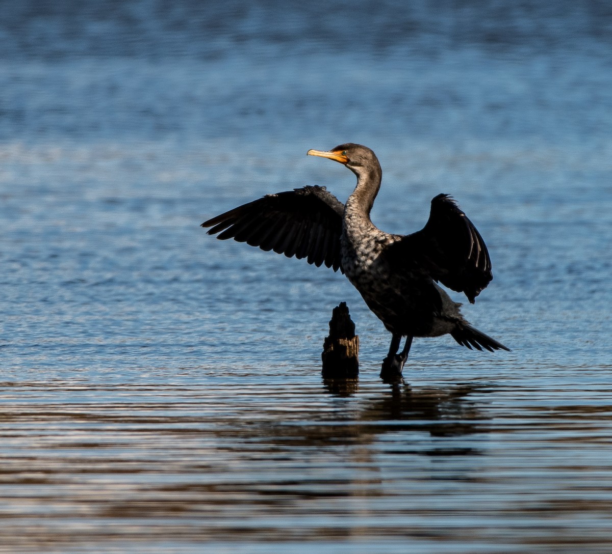 Double-crested Cormorant - ML387487701