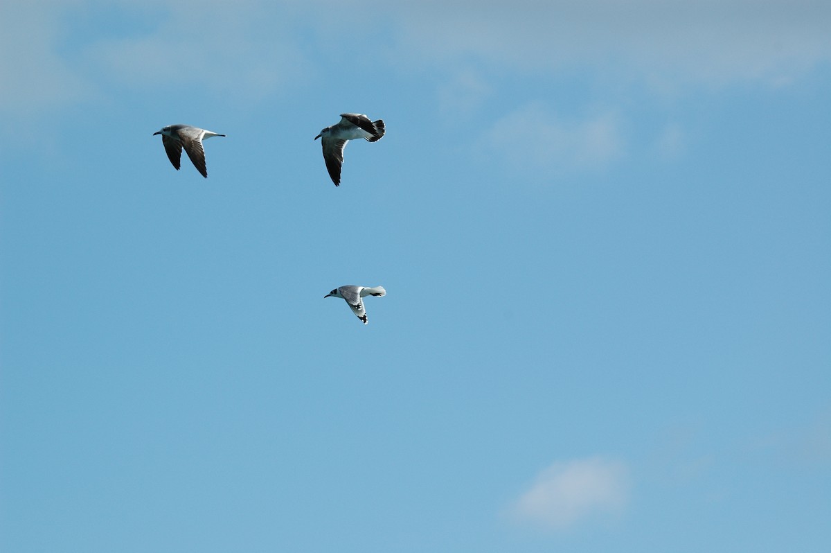 Gaviota Guanaguanare - ML387487761