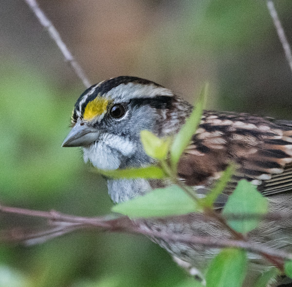 White-throated Sparrow - ML387487821