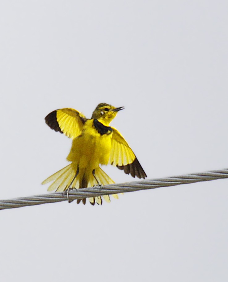 Pipit doré - ML387488221