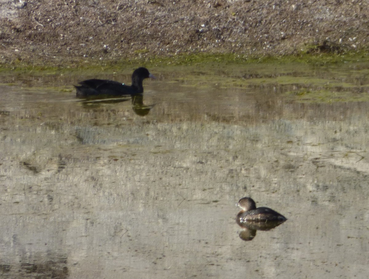 Pied-billed Grebe - ML38748831