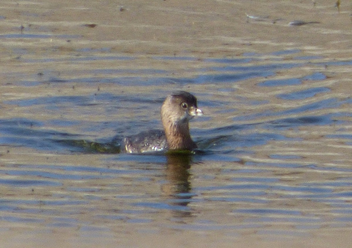 Pied-billed Grebe - ML38748841