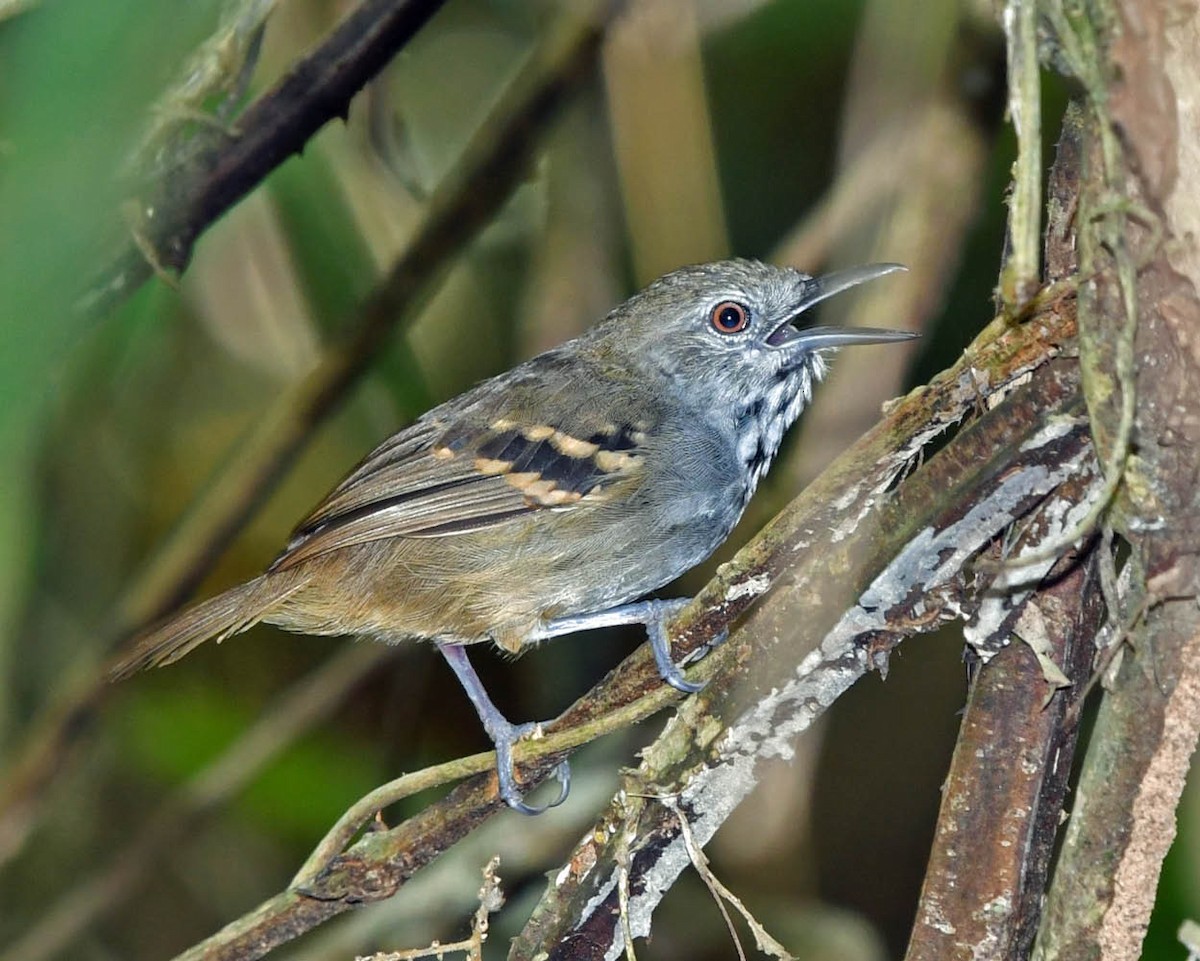 White-eyed Stipplethroat - Tini & Jacob Wijpkema