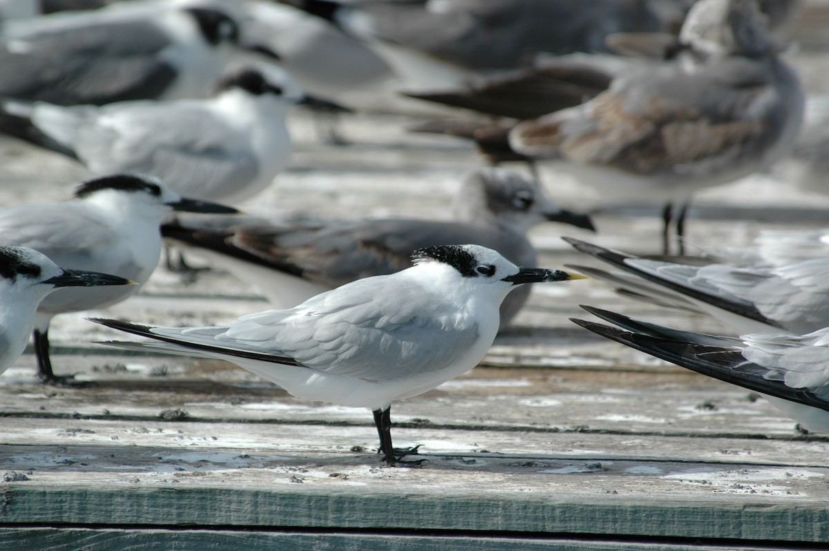 Sandwich Tern - ML387489131