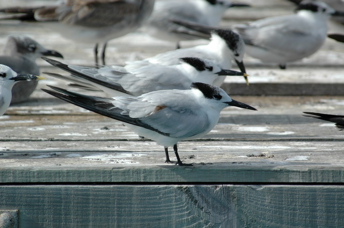 Sandwich Tern - ML387489161