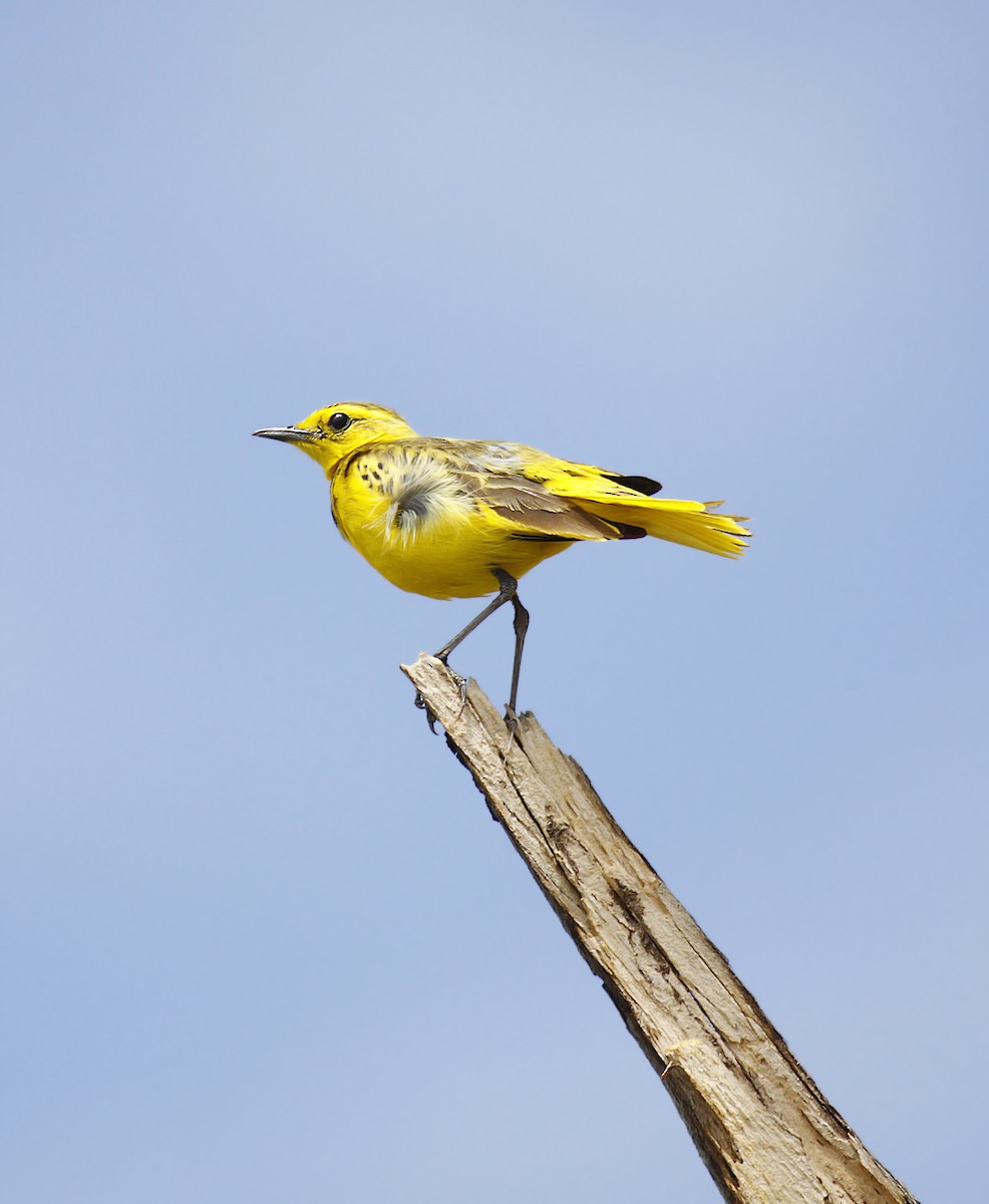 Pipit doré - ML387489181