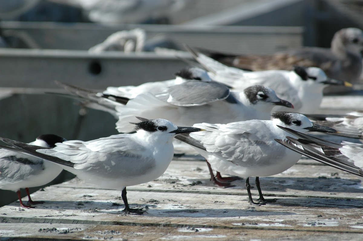 Sandwich Tern - Andrew Dobson