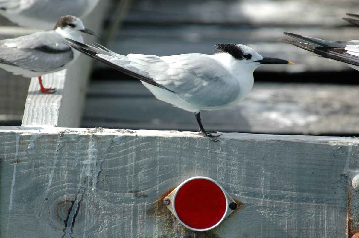 Sandwich Tern - ML387489231