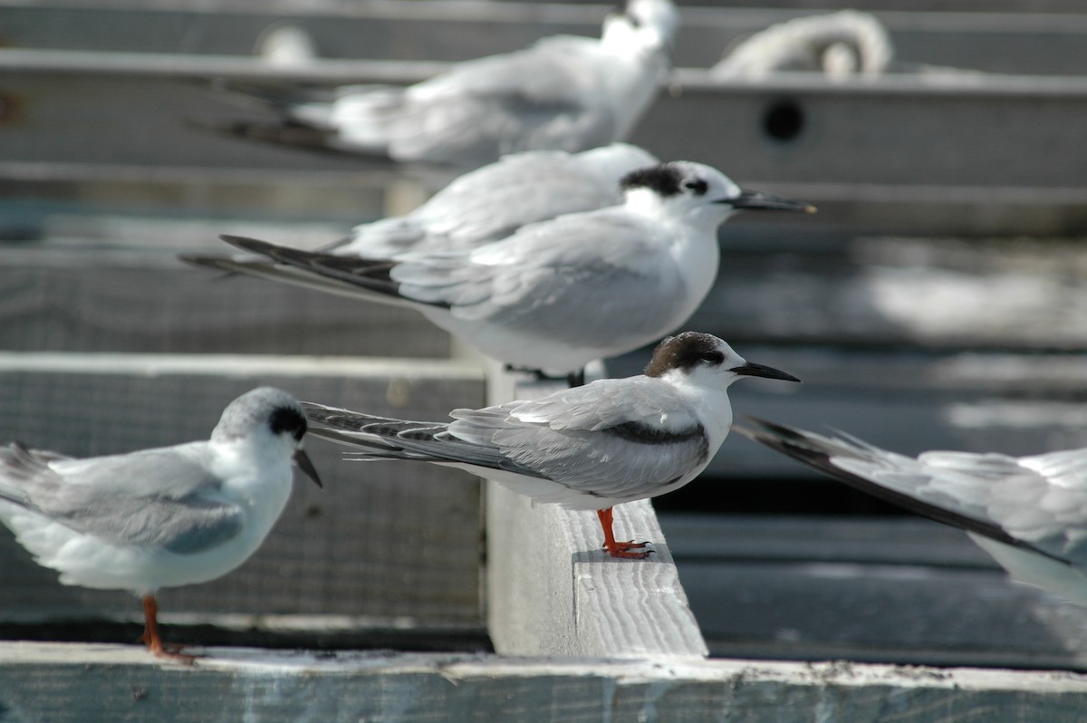 Common Tern - Andrew Dobson