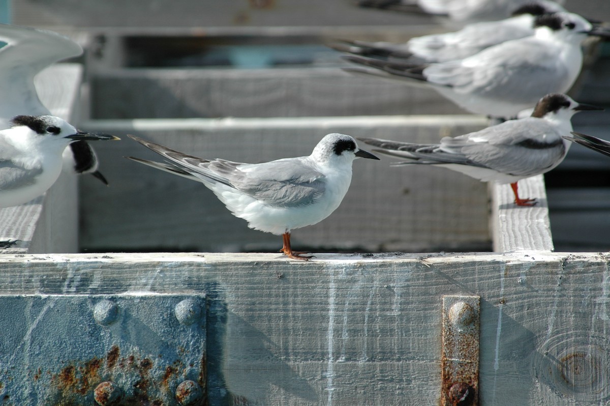 Forster's Tern - ML387489441