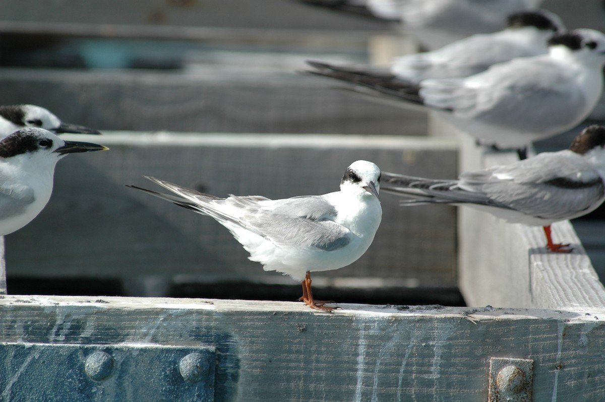 Forster's Tern - ML387489481