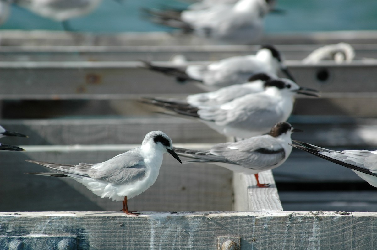 Forster's Tern - ML387489531