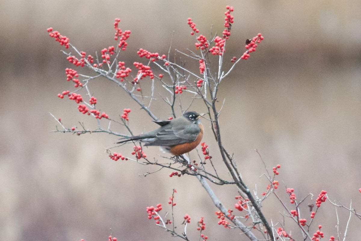 American Robin - ML387491221