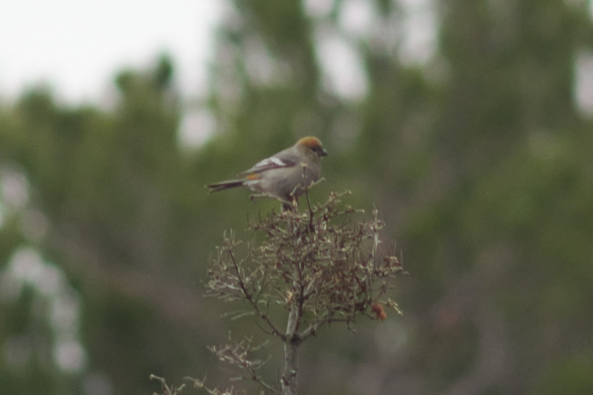 Pine Grosbeak - Ivan Wiljanen