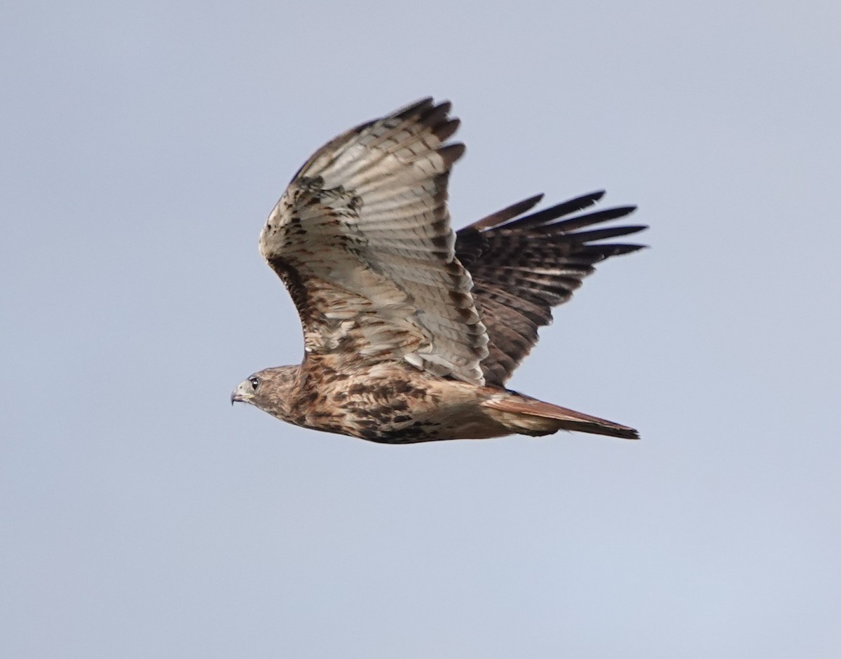 Red-tailed Hawk (abieticola) - Steve Mayo