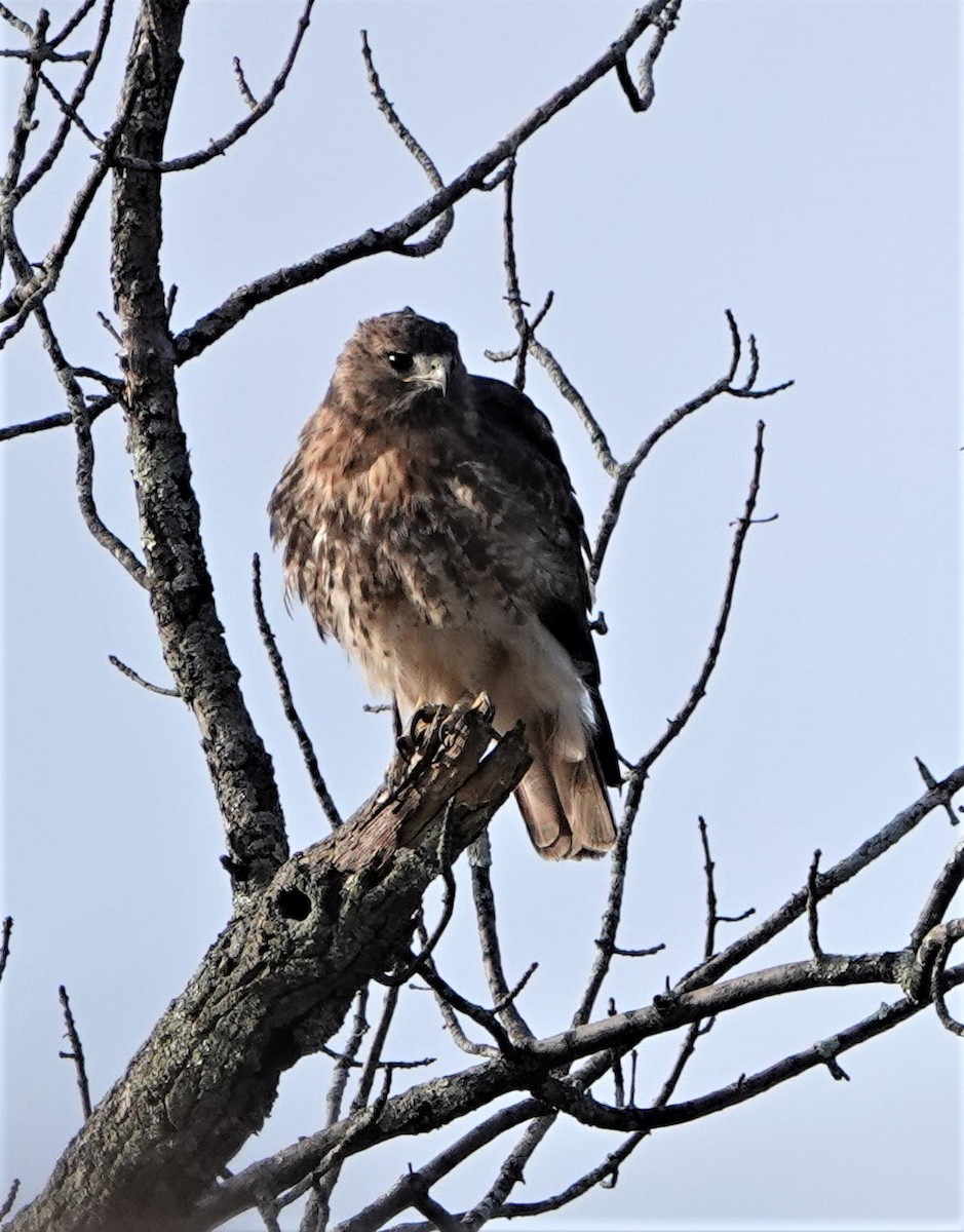 Red-tailed Hawk (abieticola) - Steve Mayo