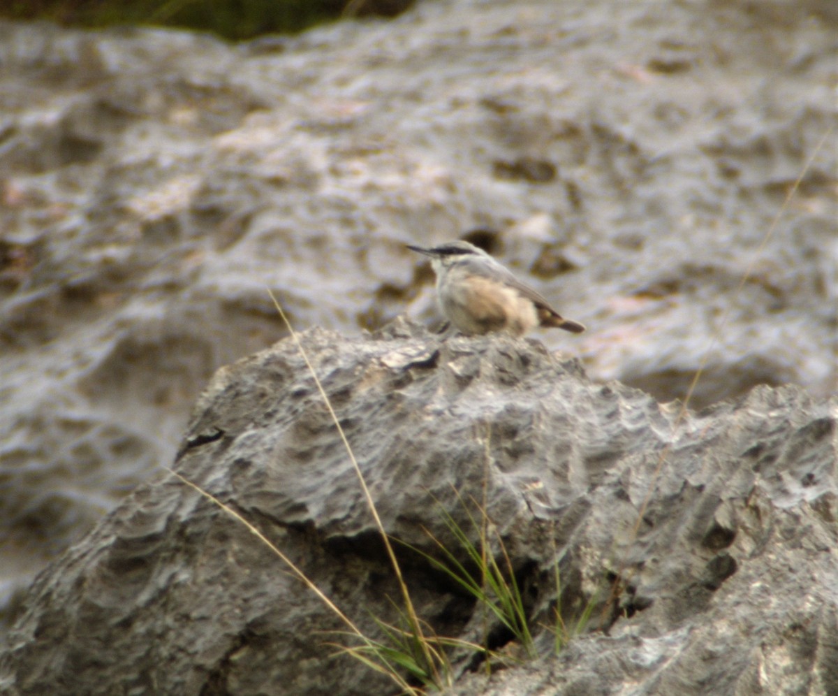 Western Rock Nuthatch - ML387492931