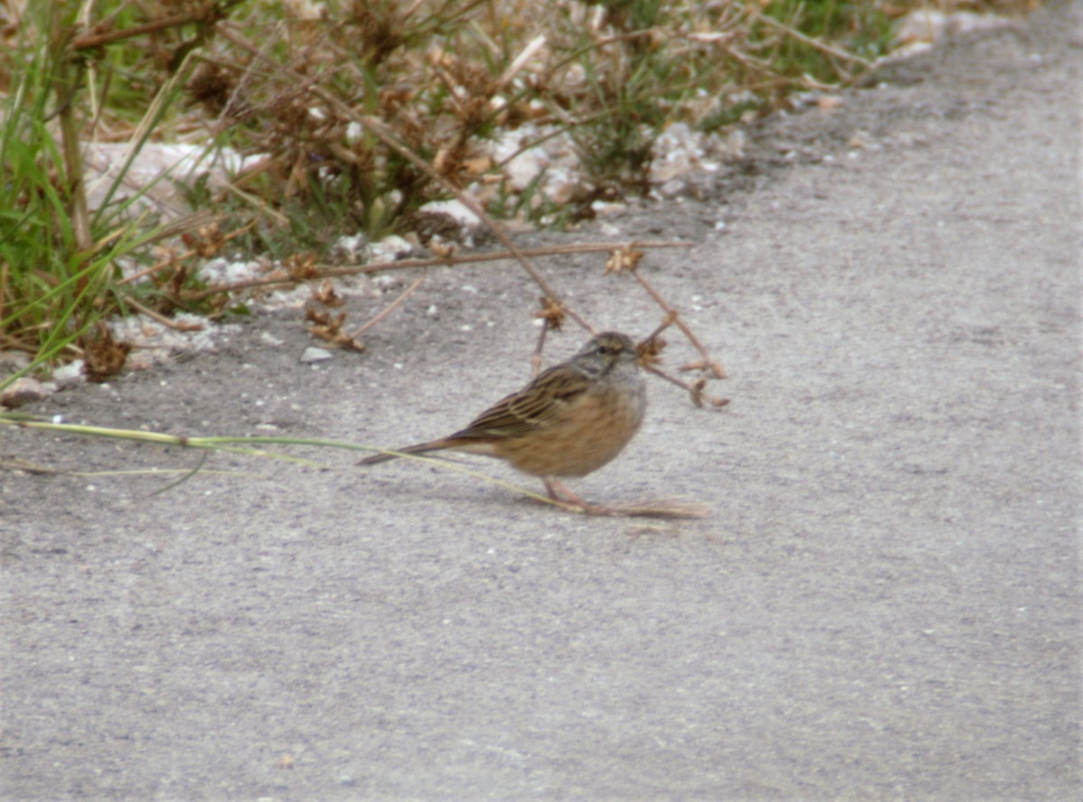 Rock Bunting - Rob Martin