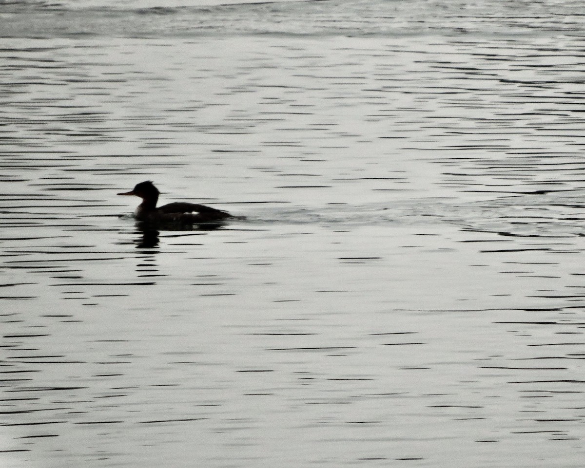 Сэвгэр бохио - ML387494311