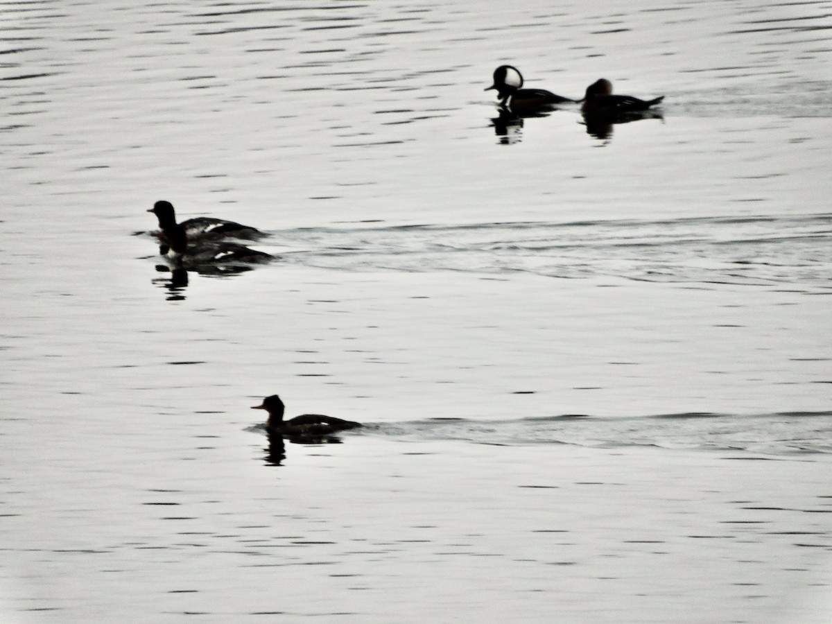 Сэвгэр бохио - ML387494331