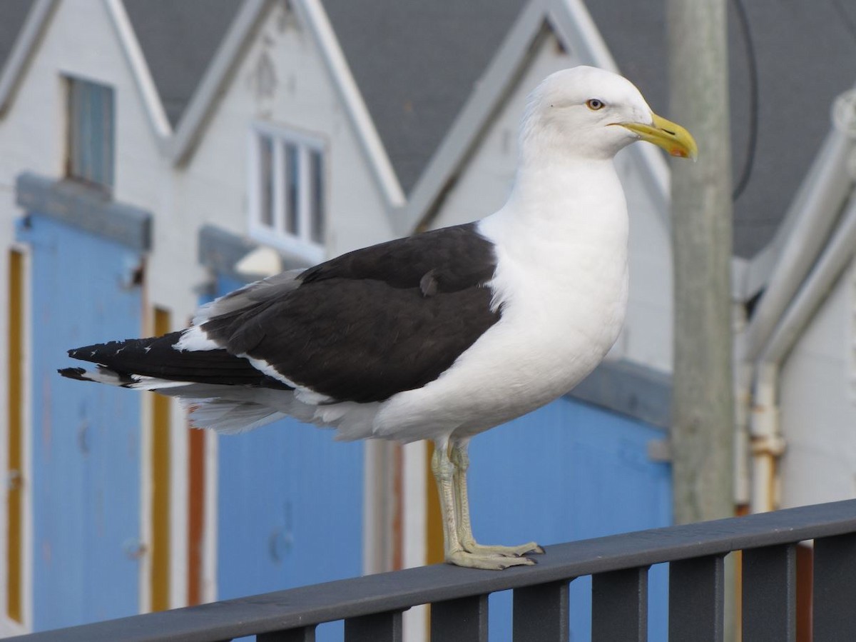Kelp Gull - ML387497711