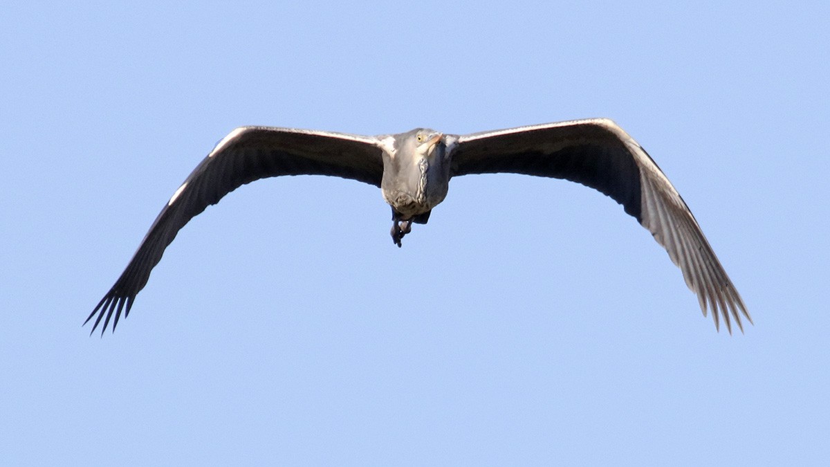 Gray Heron - Francisco Barroqueiro