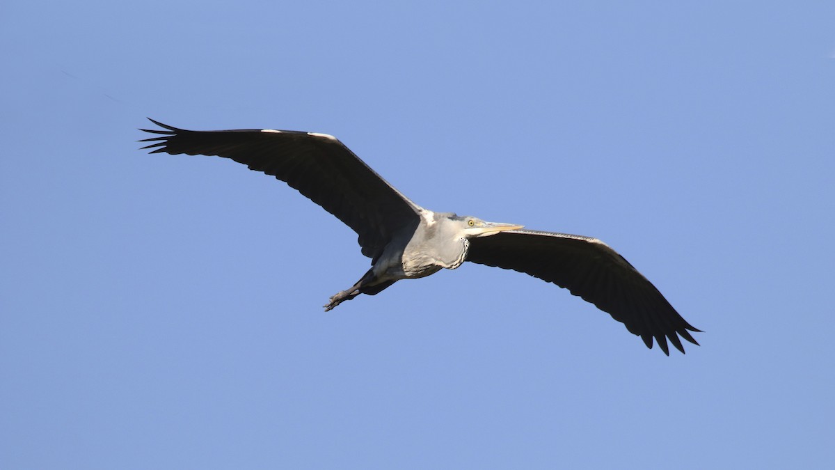 Gray Heron - Francisco Barroqueiro