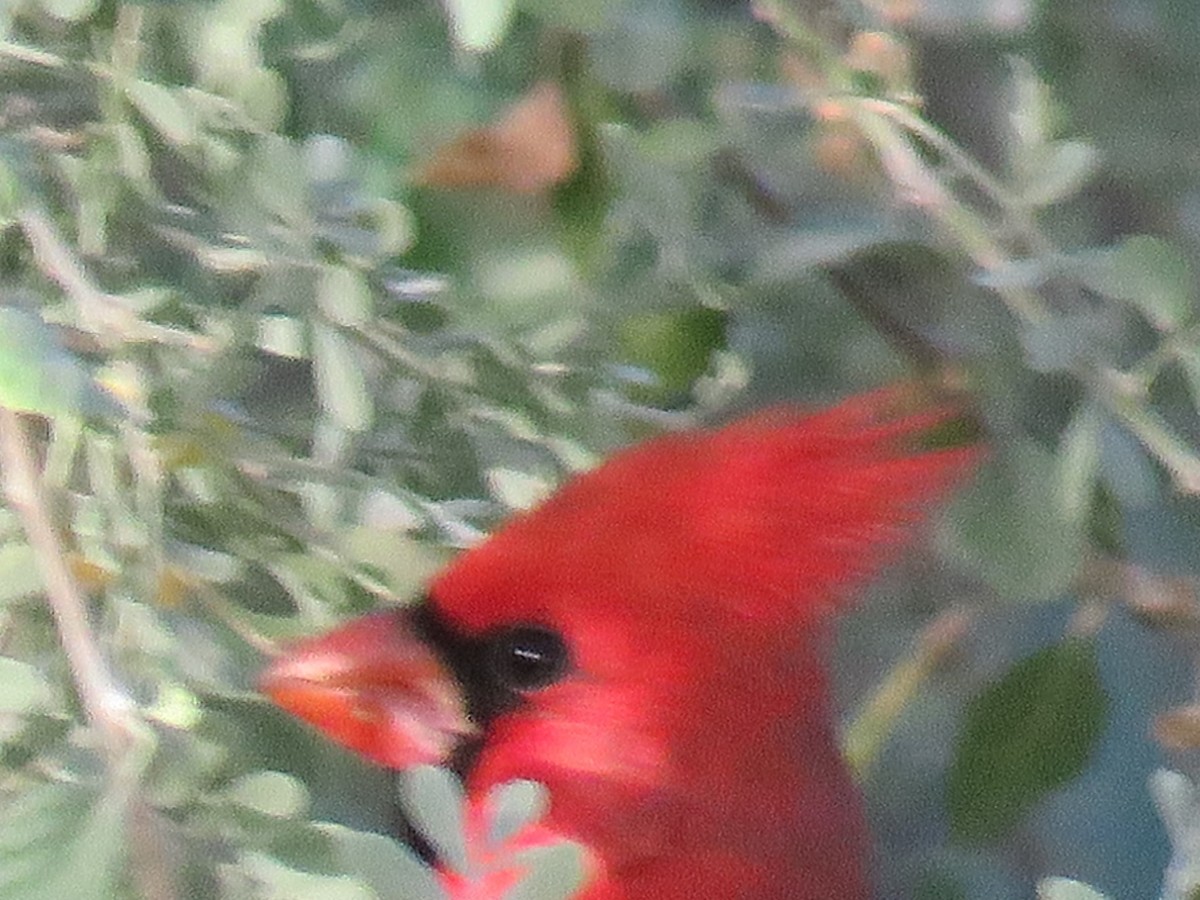 Northern Cardinal - ML38749851