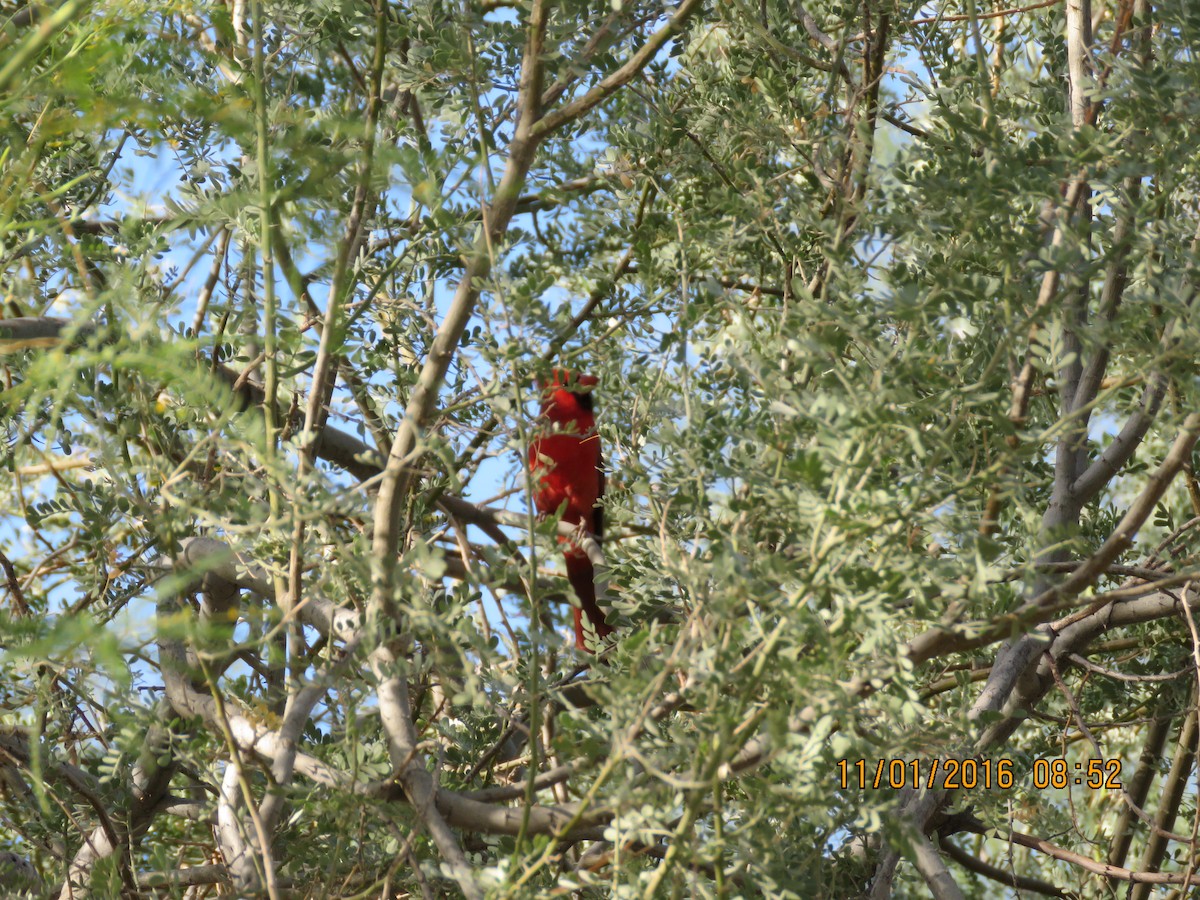 Northern Cardinal - ML38749881