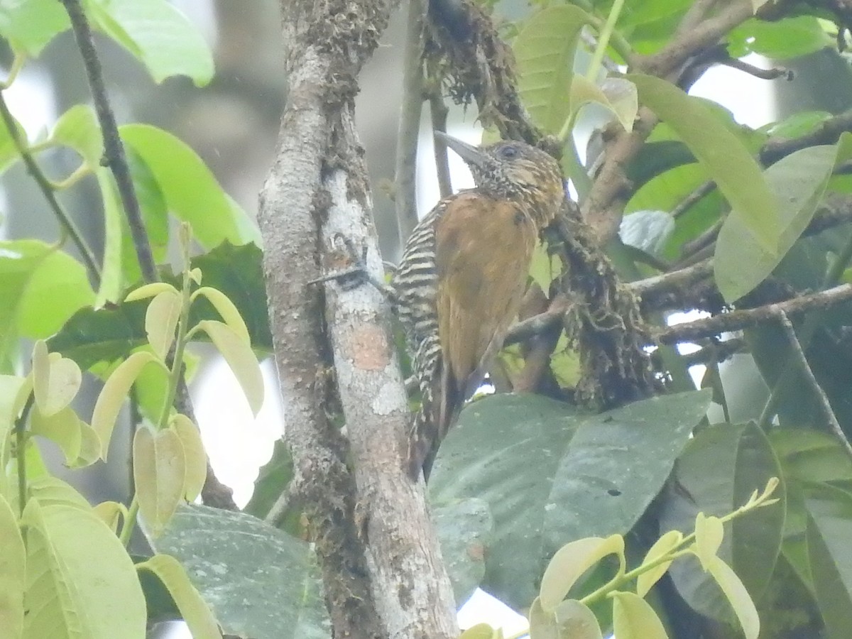 Carpintero del Chocó - ML387498981