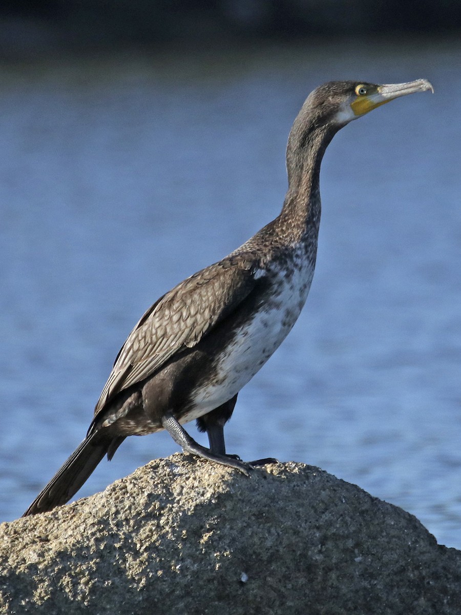 Great Cormorant - ML387499001