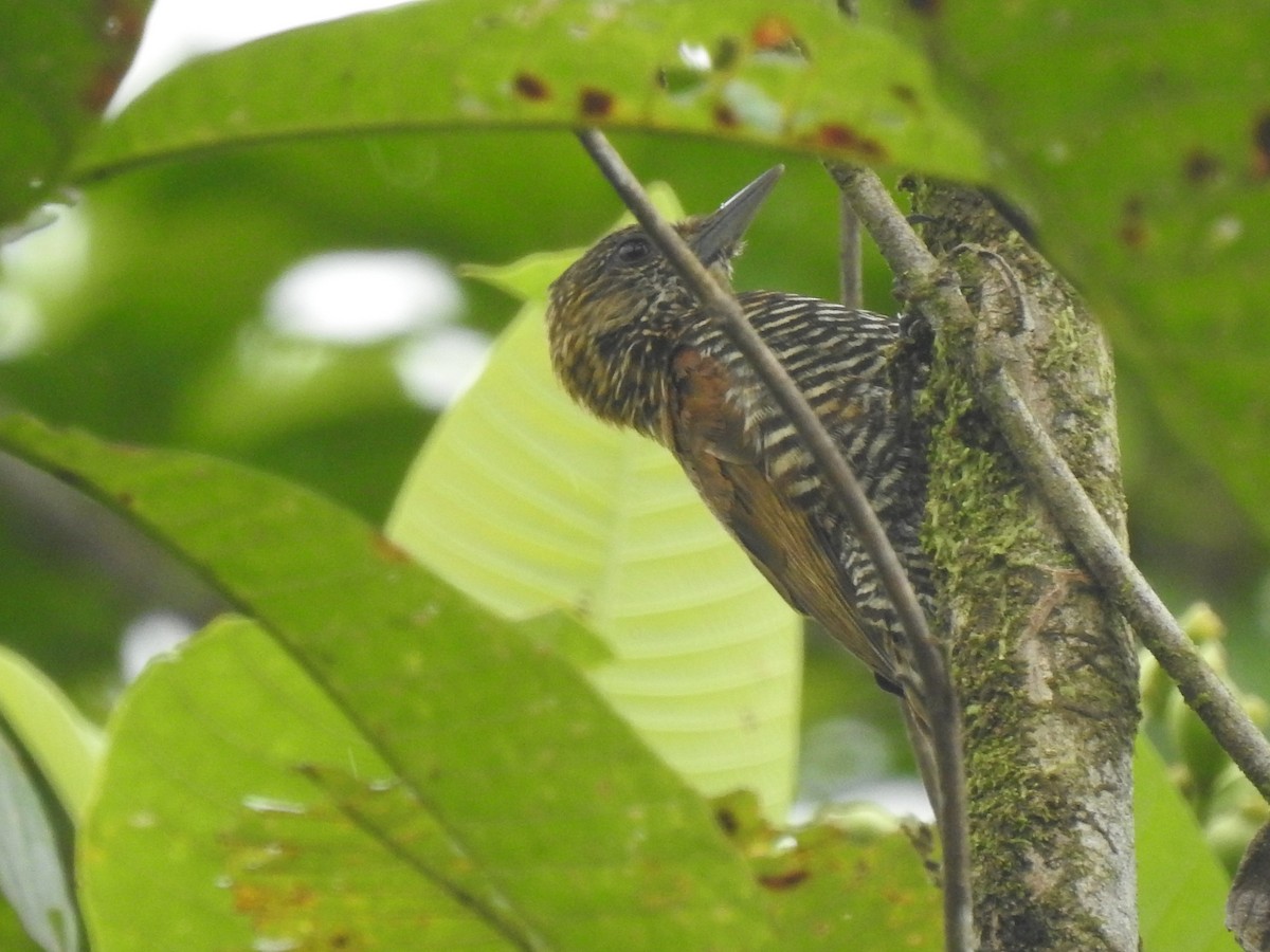 Choco Woodpecker - ML387499081