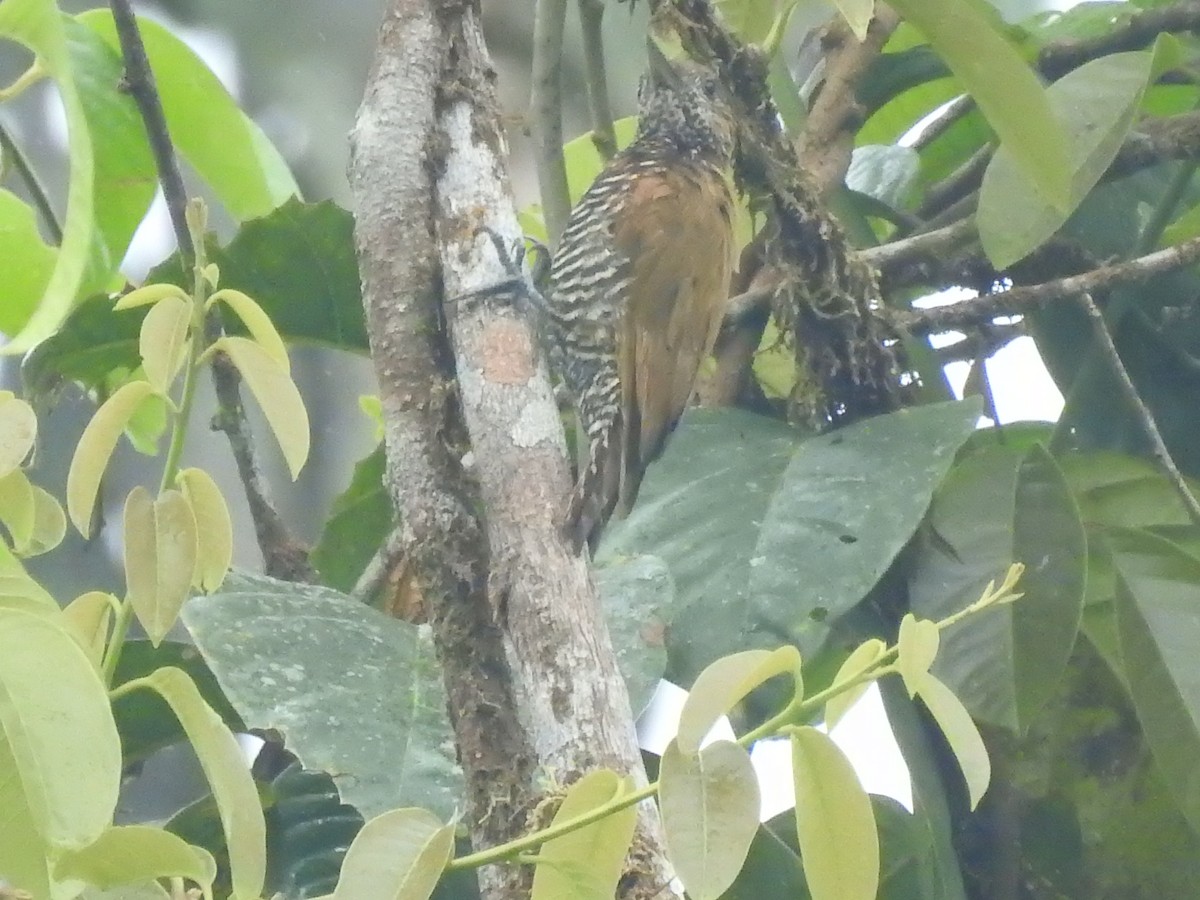 Carpintero del Chocó - ML387499221