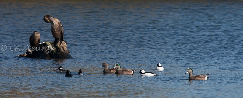 American Wigeon - Catherine AuYeung