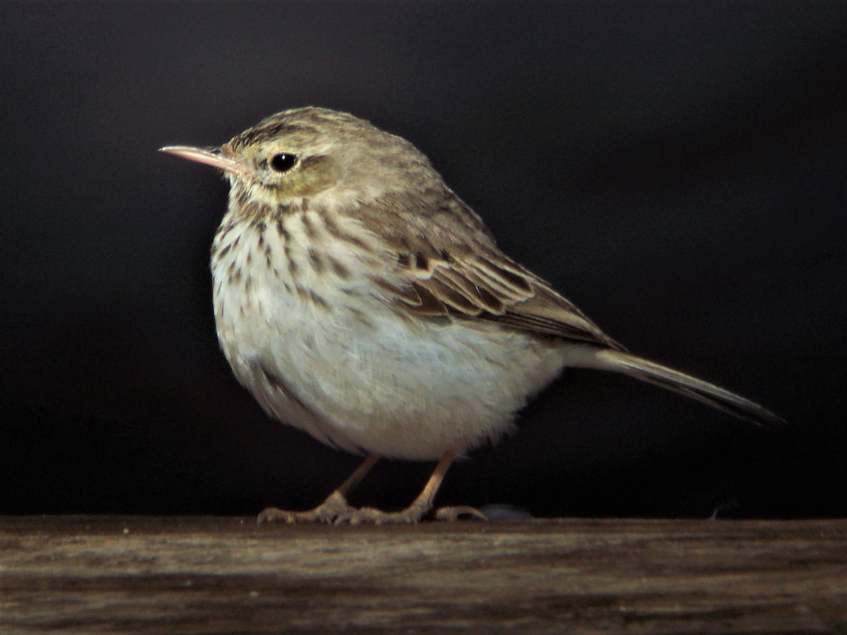 Berthelot's Pipit - ML387502311