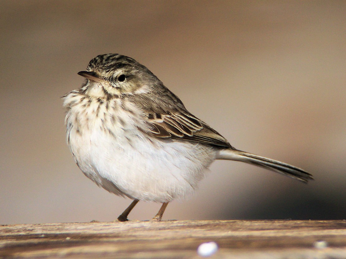 Berthelot's Pipit - Rob Martin