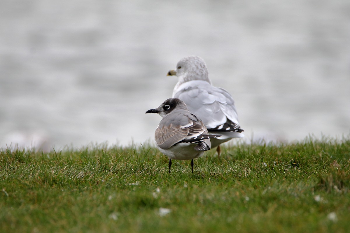 Franklin's Gull - Susan Zelek