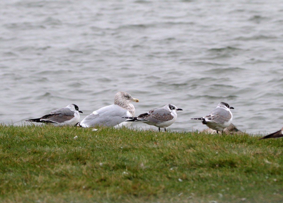 Franklin's Gull - Susan Zelek