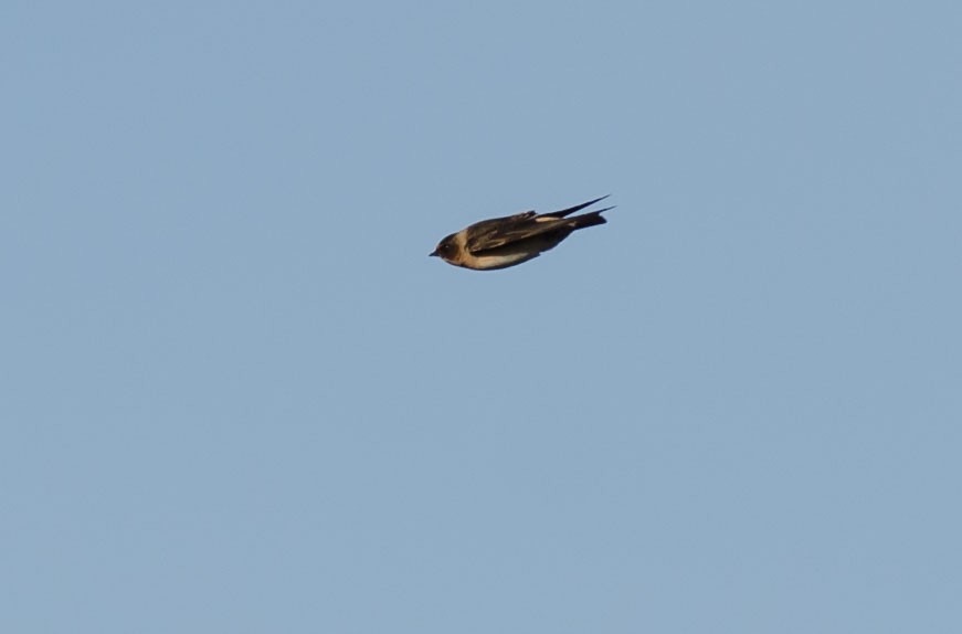 Cliff Swallow - ML387502921