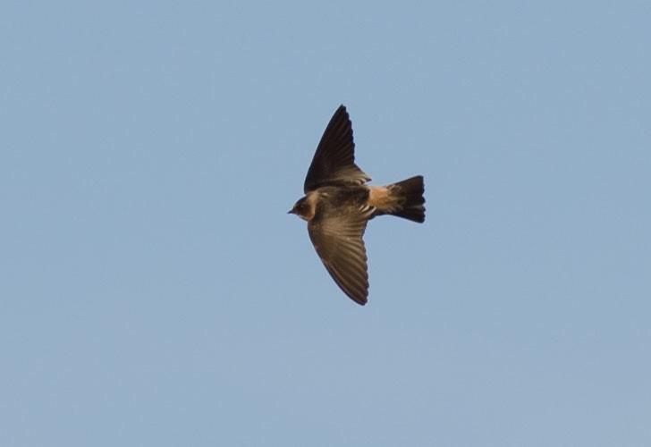 Cliff Swallow - ML387502931