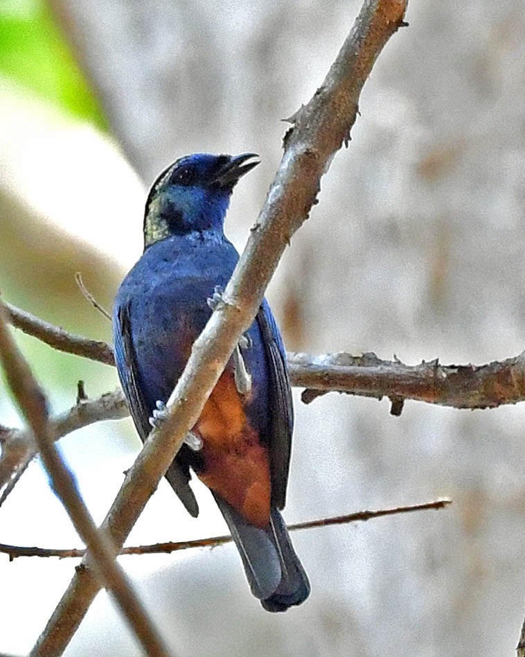Opal-rumped Tanager - ML387505101